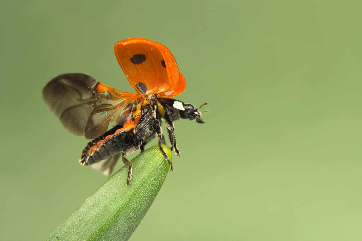 Seven Spot Ladybird Take Off 3
